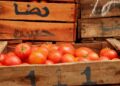 Marruecos consolida el ‘sorpasso’ a España y se afianza como segundo proveedor de tomate en la Unión Europea Marruecos consolida el ‘sorpasso’ a España y se afianza como segundo proveedor de tomate en la Unión Europea
