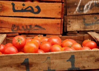 Marruecos consolida el ‘sorpasso’ a España y se afianza como segundo proveedor de tomate en la Unión Europea
