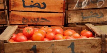 Marruecos consolida el ‘sorpasso’ a España y se afianza como segundo proveedor de tomate en la Unión Europea